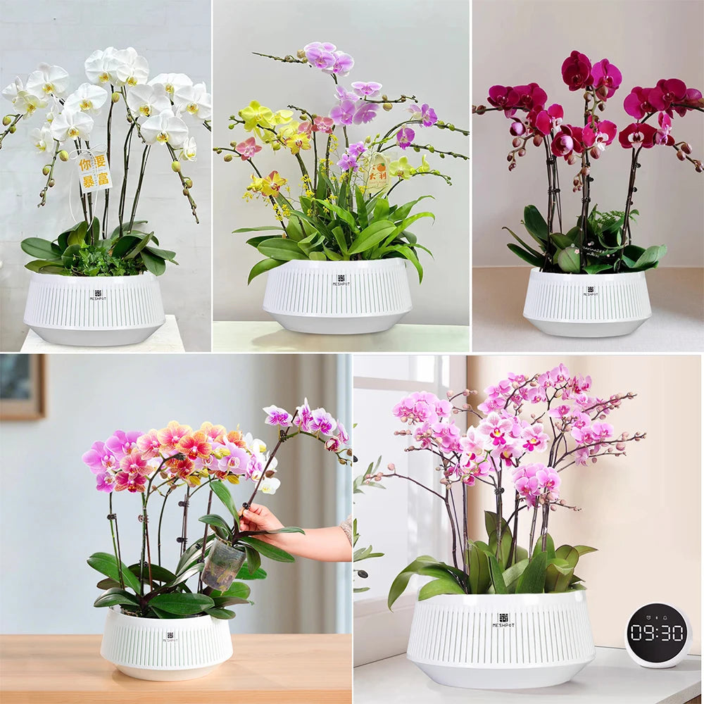 Meshpot Orchid Pot with Holes Plastic Flower Pot Decorative African Violet Pots with Air-Pruning and Good Air Circulation
